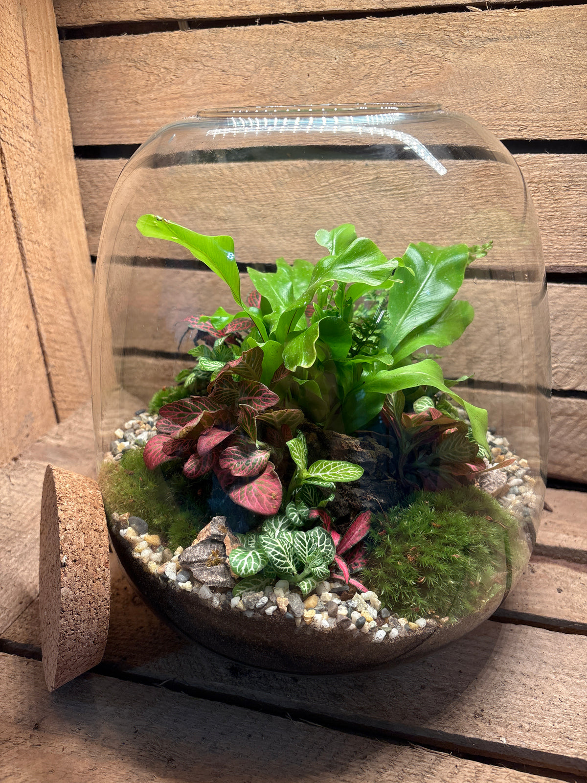 Ready-made Terrarium – Matthew Jar