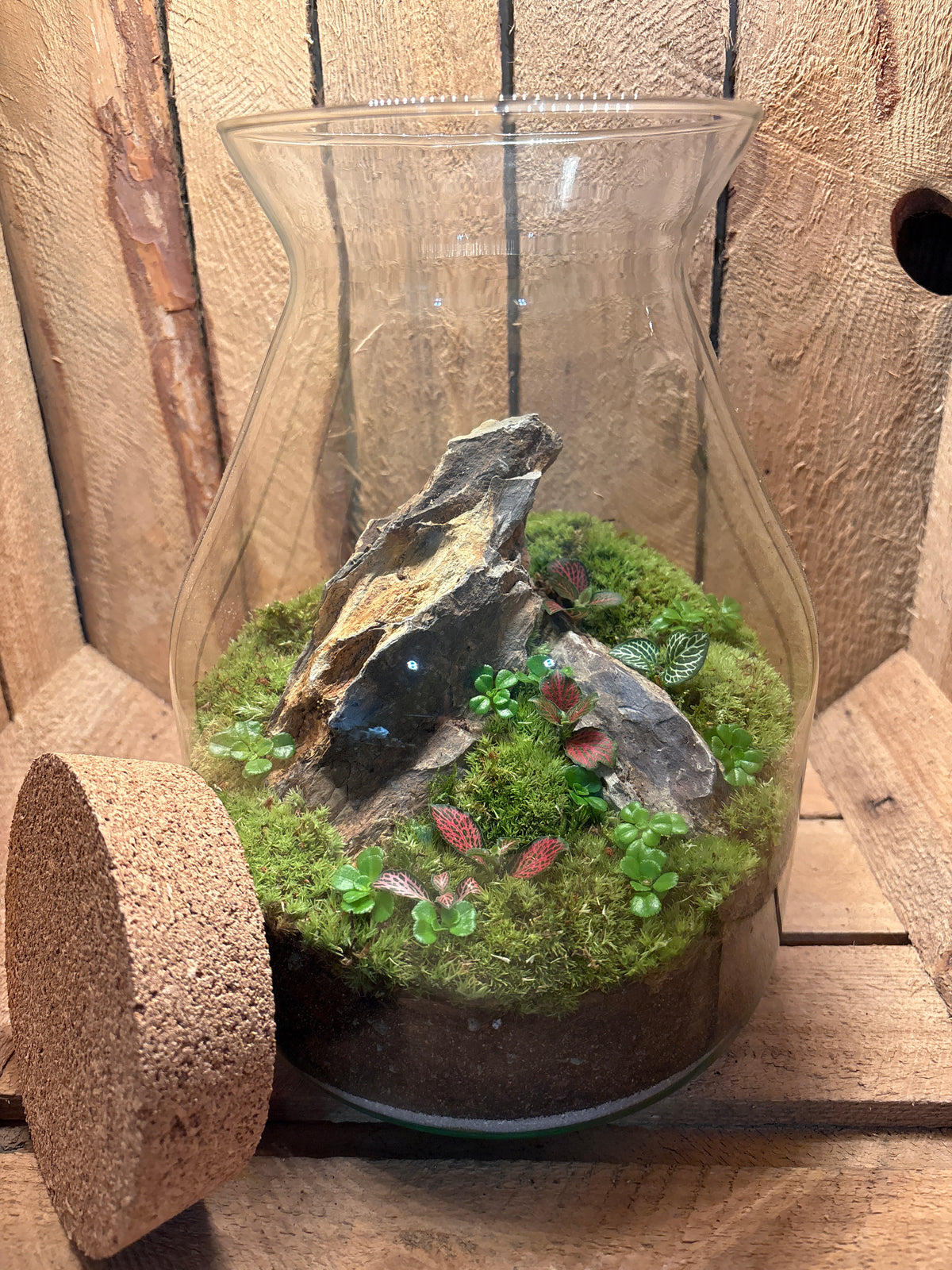 Ready-made Terrarium – Jamie Jar