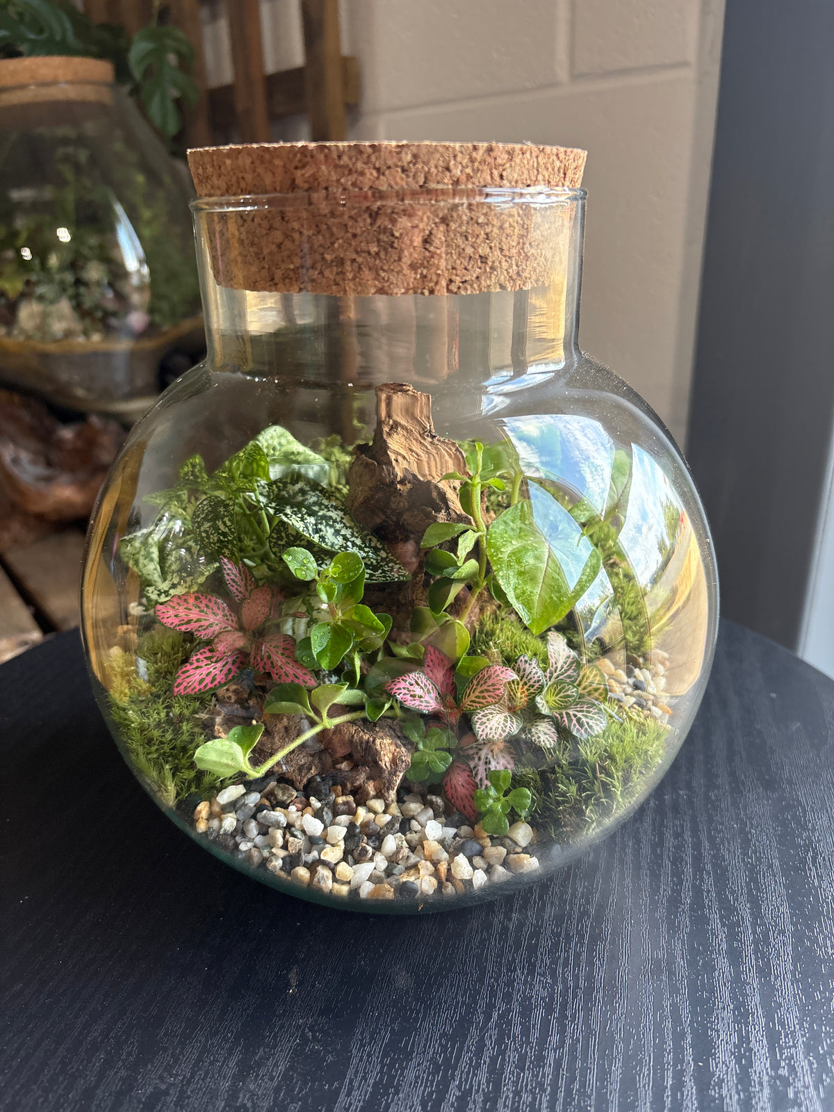 Ready-made Terrarium – George Jar