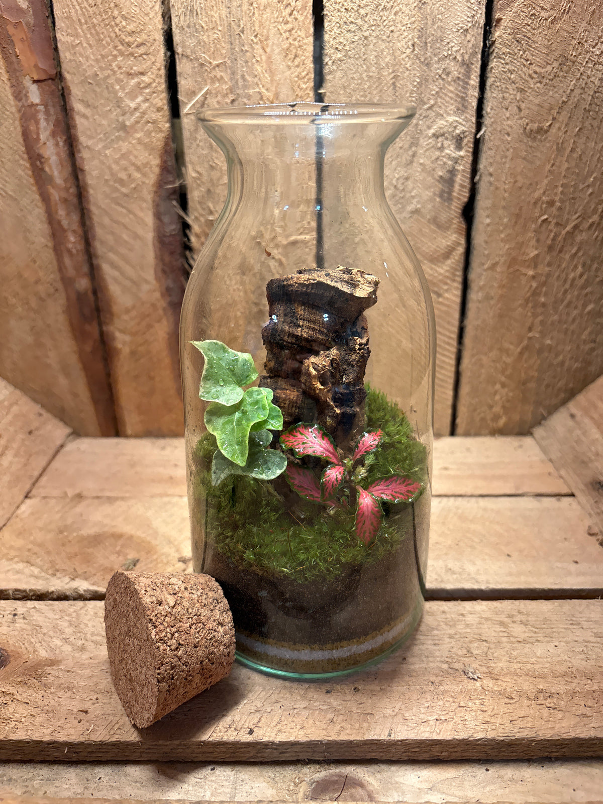 Ready-made Terrarium – Chloe Jar