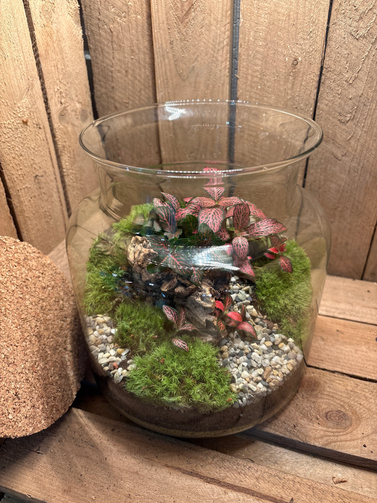Ready-made Terrarium – Paige