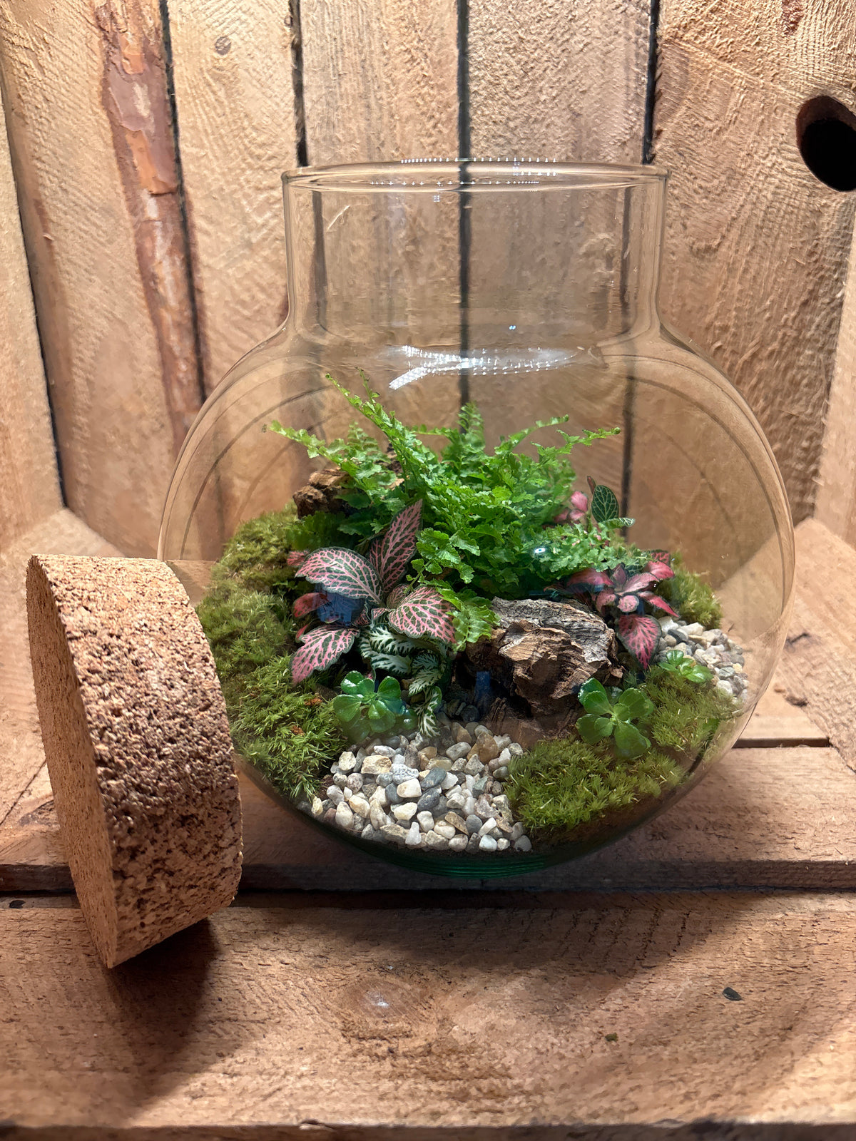 Ready-made Terrarium – George Jar