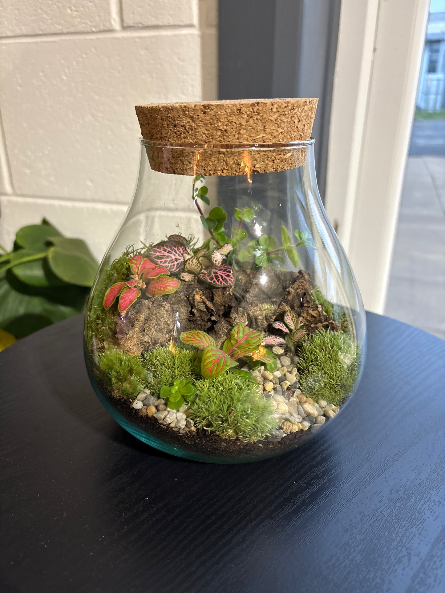 Ready-made Terrarium – Fran Jar