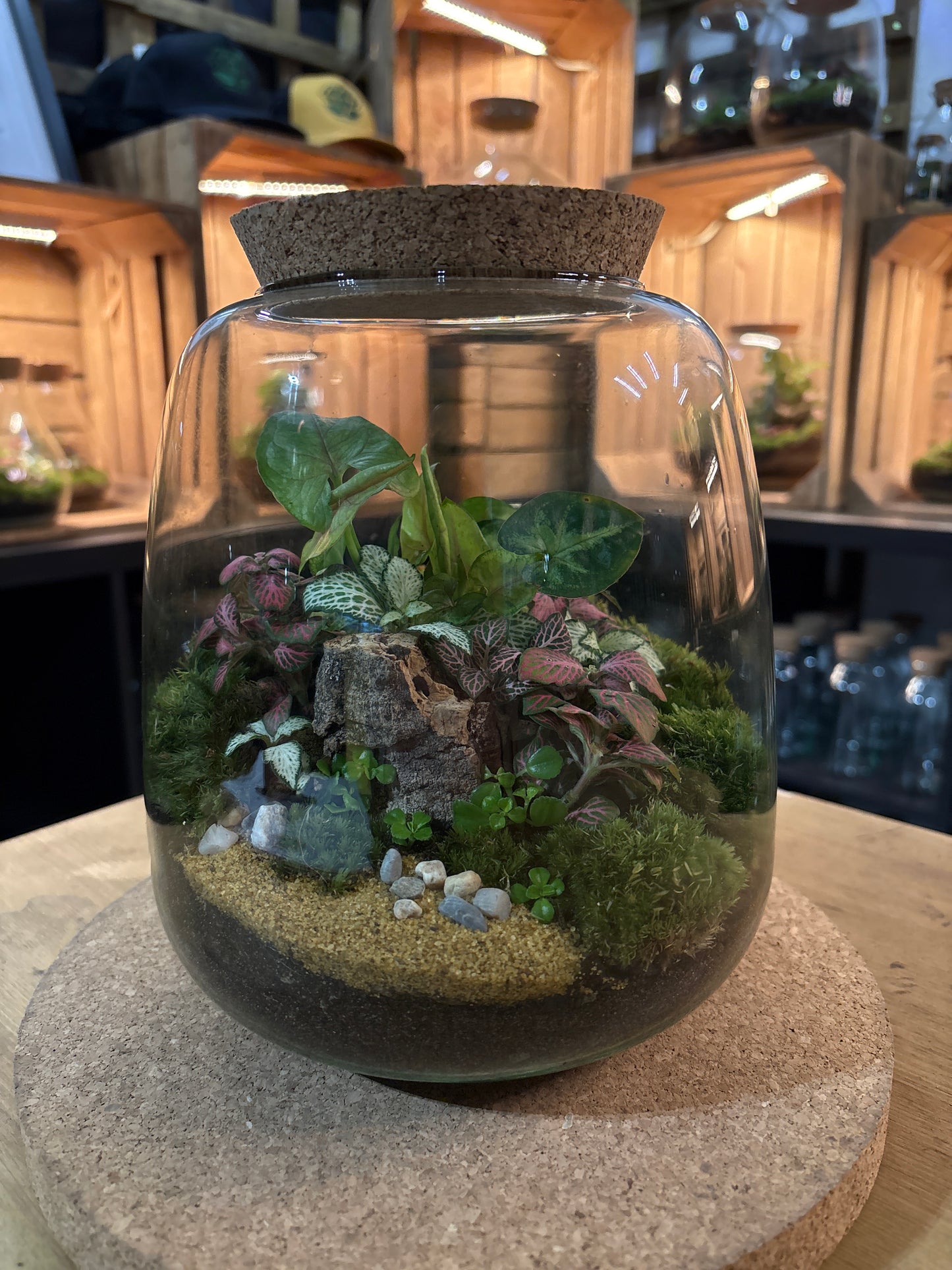 Ready-made Terrarium – Anna Jar