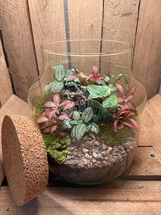 Ready-made Terrarium – Zoey