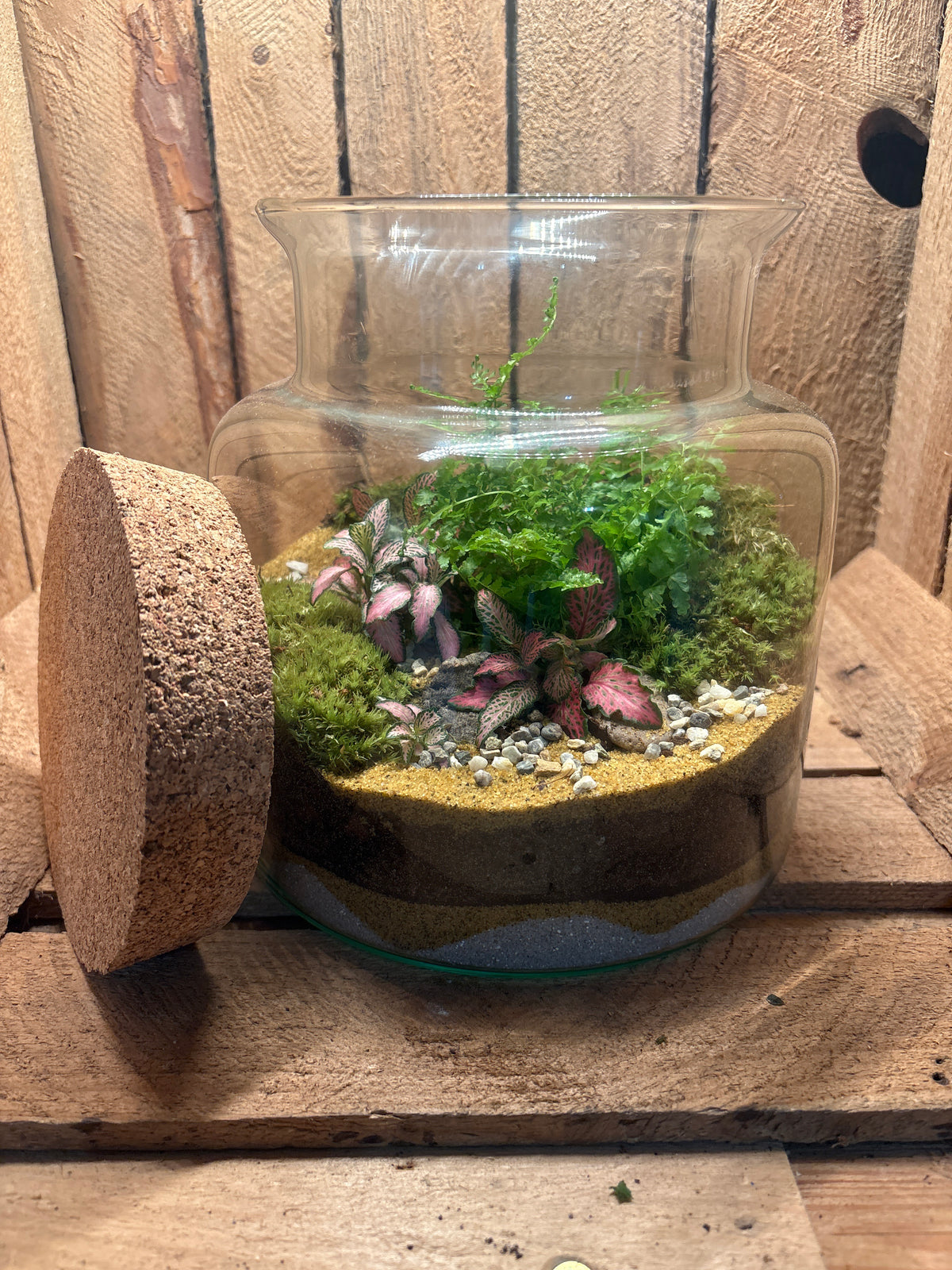 Ready-made Terrarium – Paige