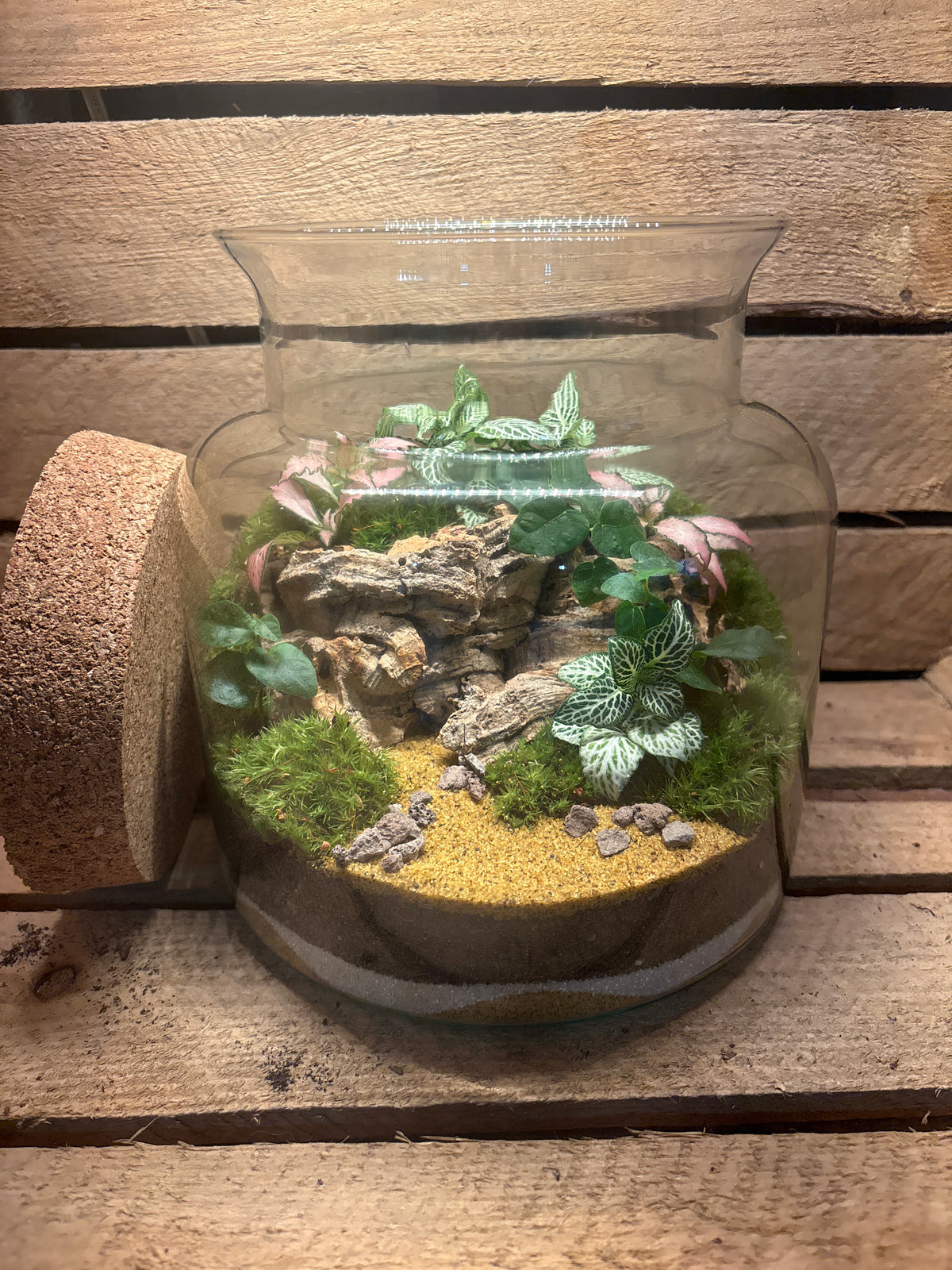 Ready-made Terrarium – Paige