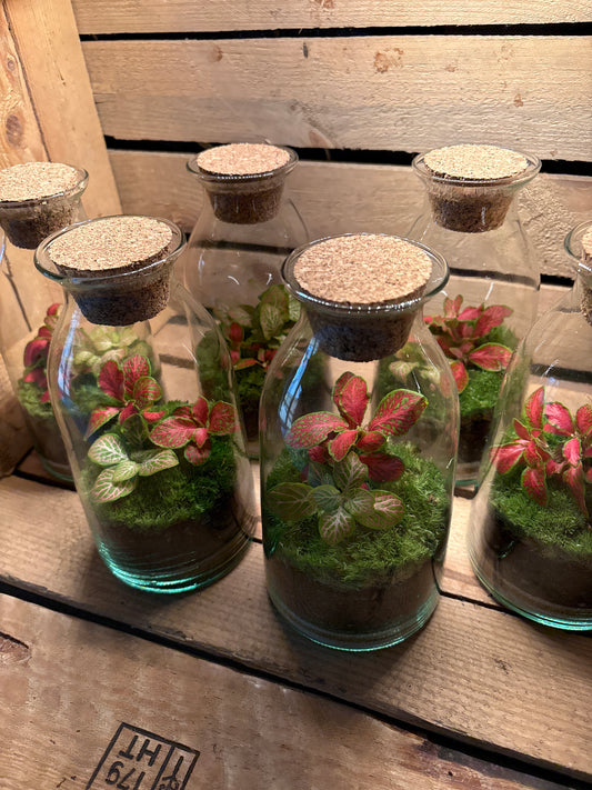 Ready-made Terrarium – Chloe Jar