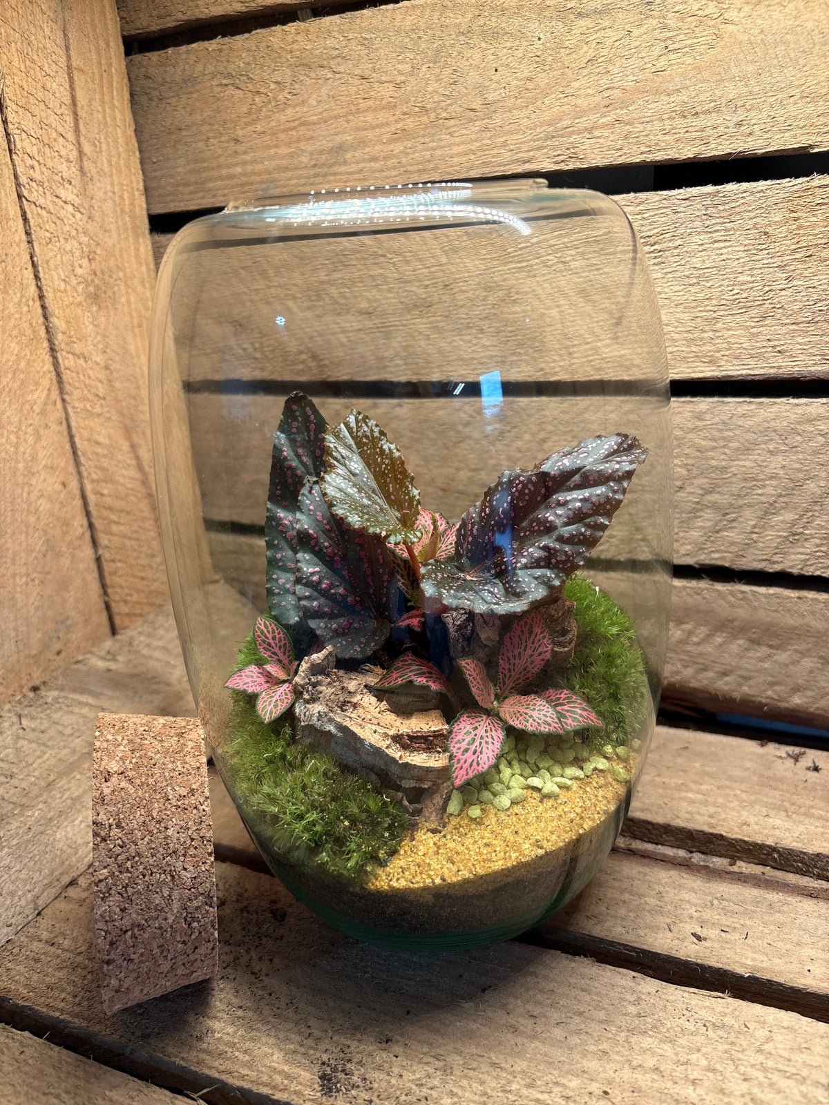 Ready-made Terrarium – Izzy