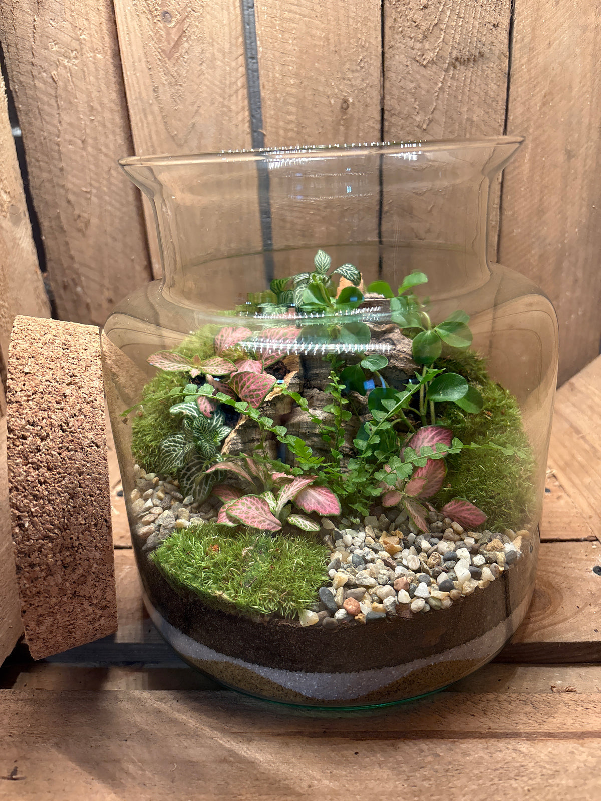 Ready-made Terrarium – Paige