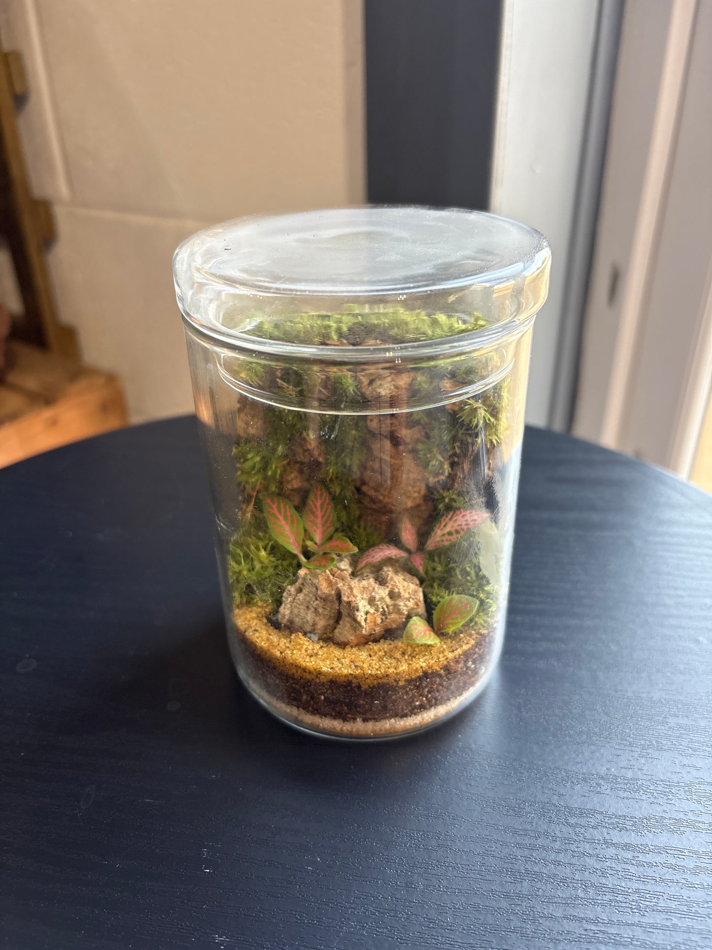 Ready-made Terrarium – Unique Jar
