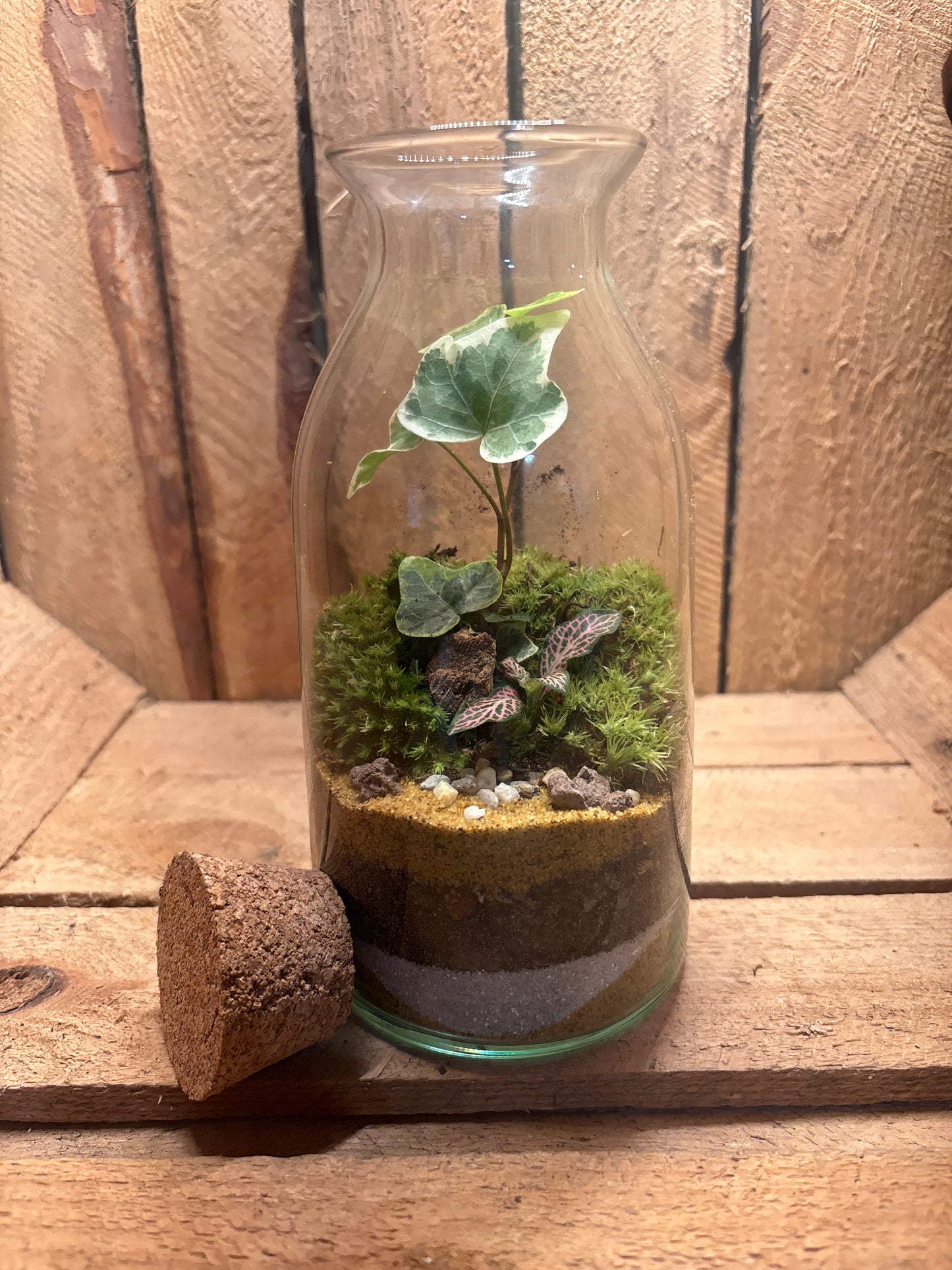 Ready-made Terrarium – Chloe Jar