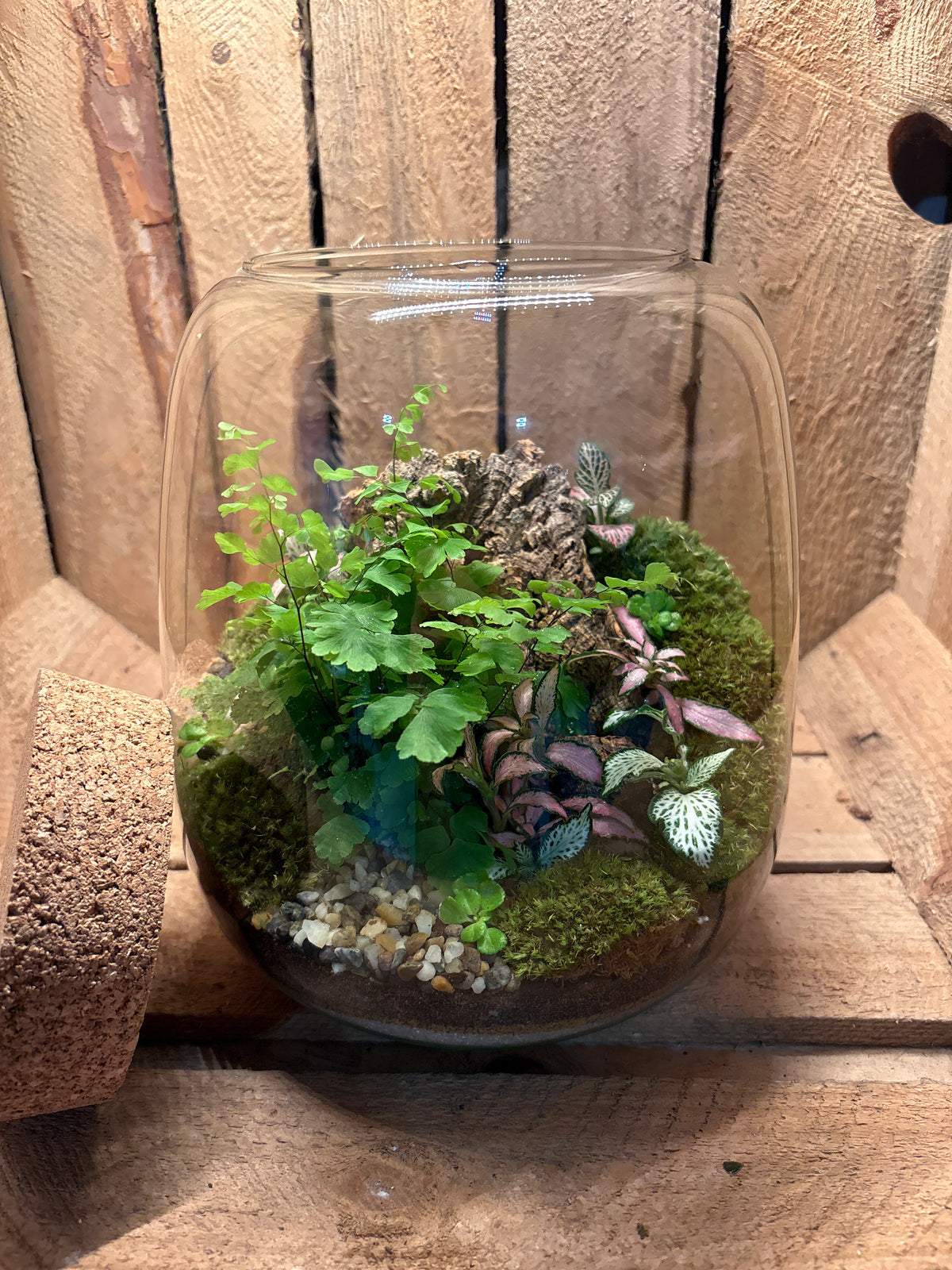 Ready-made Terrarium – Anna Jar