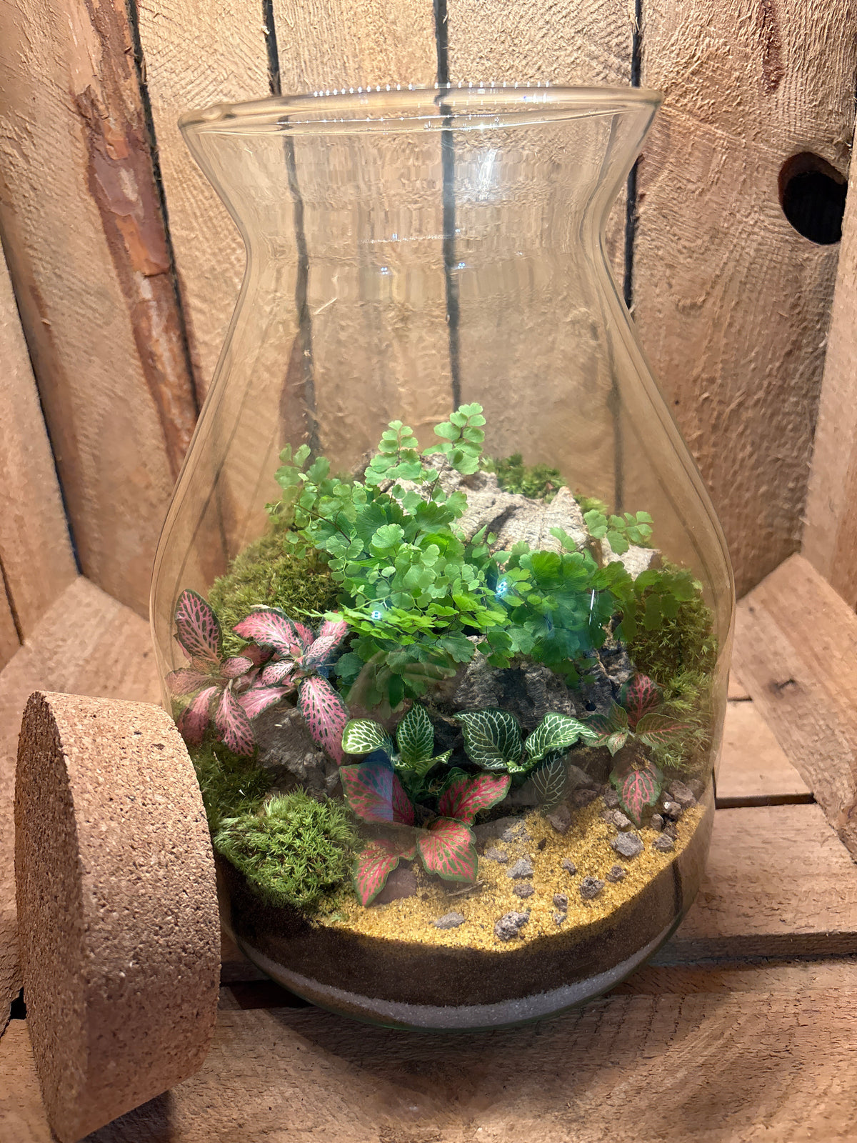 Ready-made Terrarium – Jamie Jar