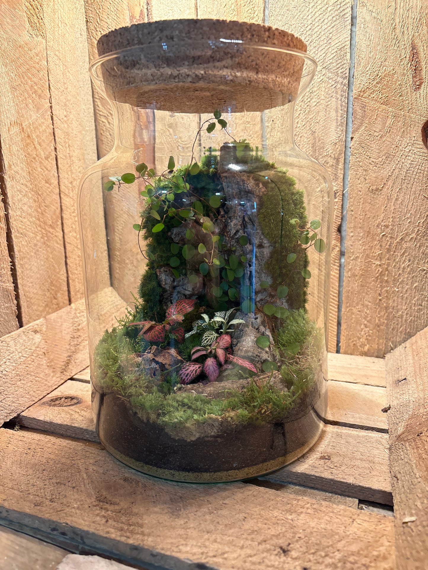 Ready-made Terrarium – Unique Jar