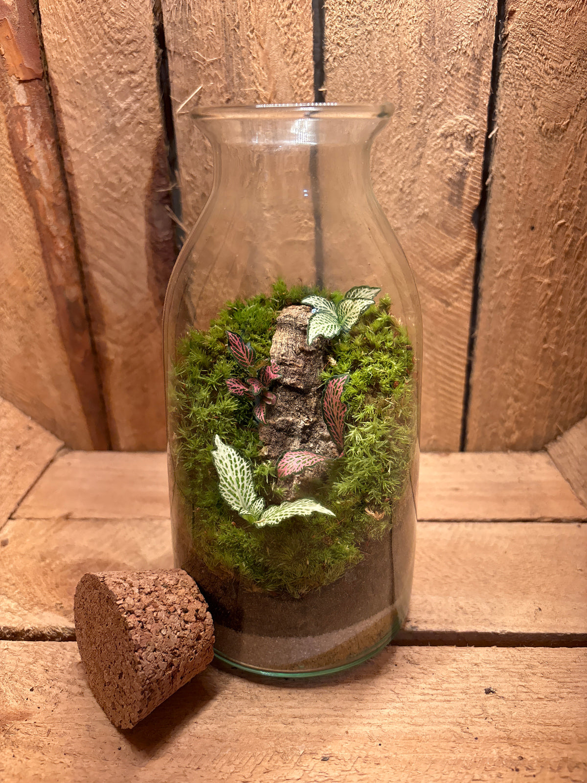 Ready-made Terrarium – Chloe Jar