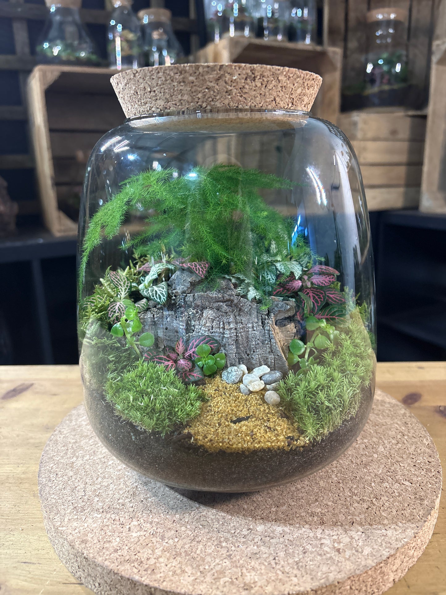 Ready-made Terrarium – Anna Jar