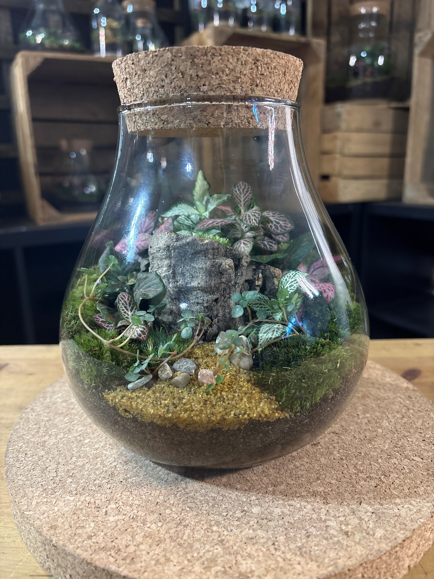 Ready-made Terrarium – Fran Jar