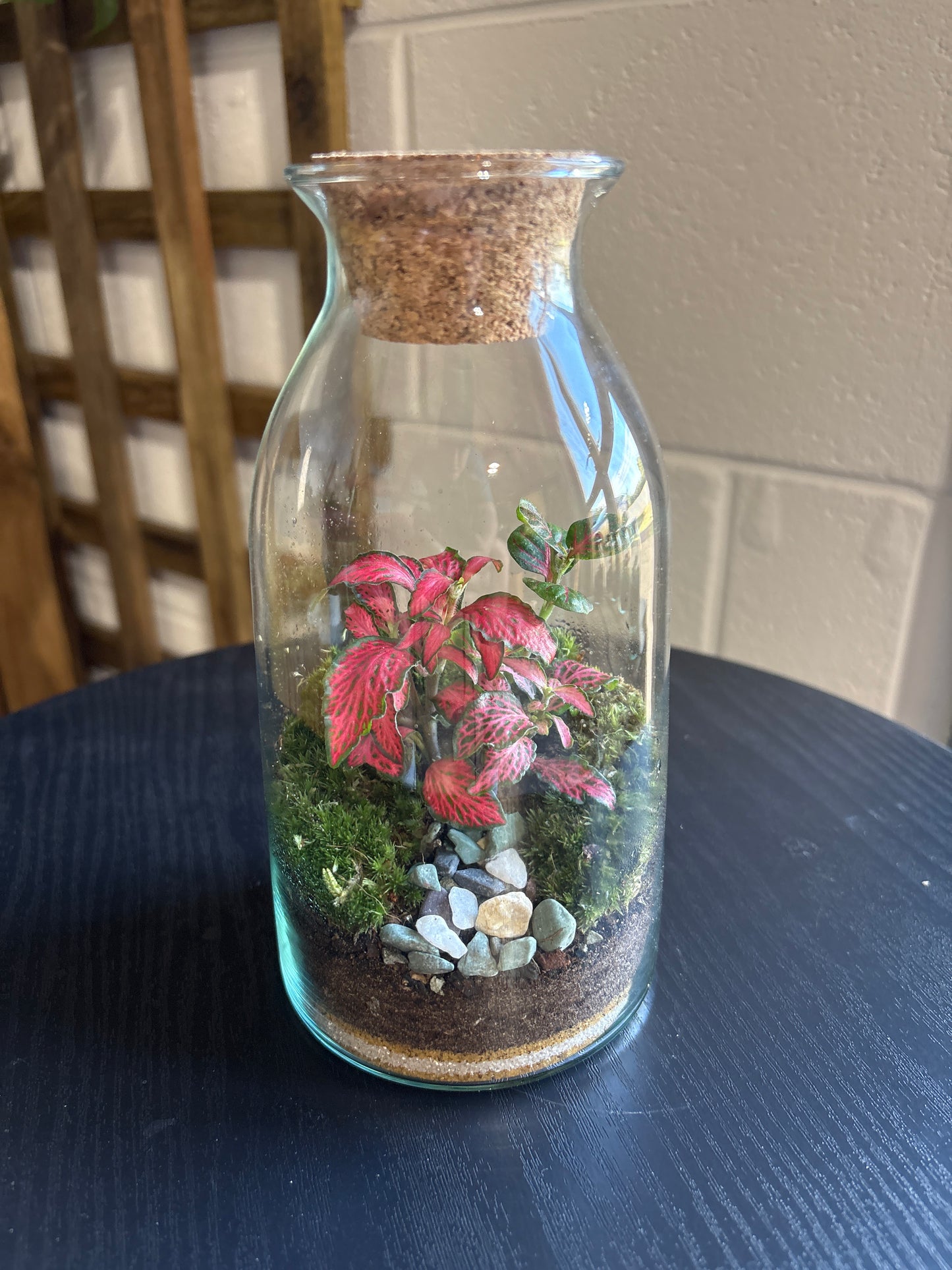 Ready-made Terrarium – Chloe Jar