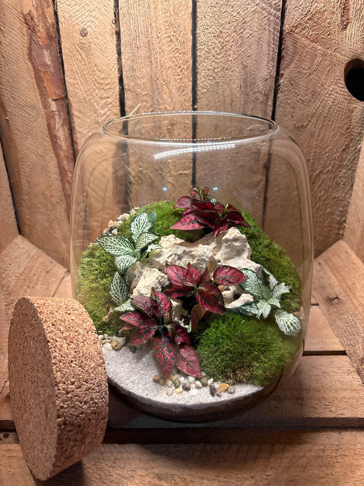 Ready-made Terrarium – Anna Jar