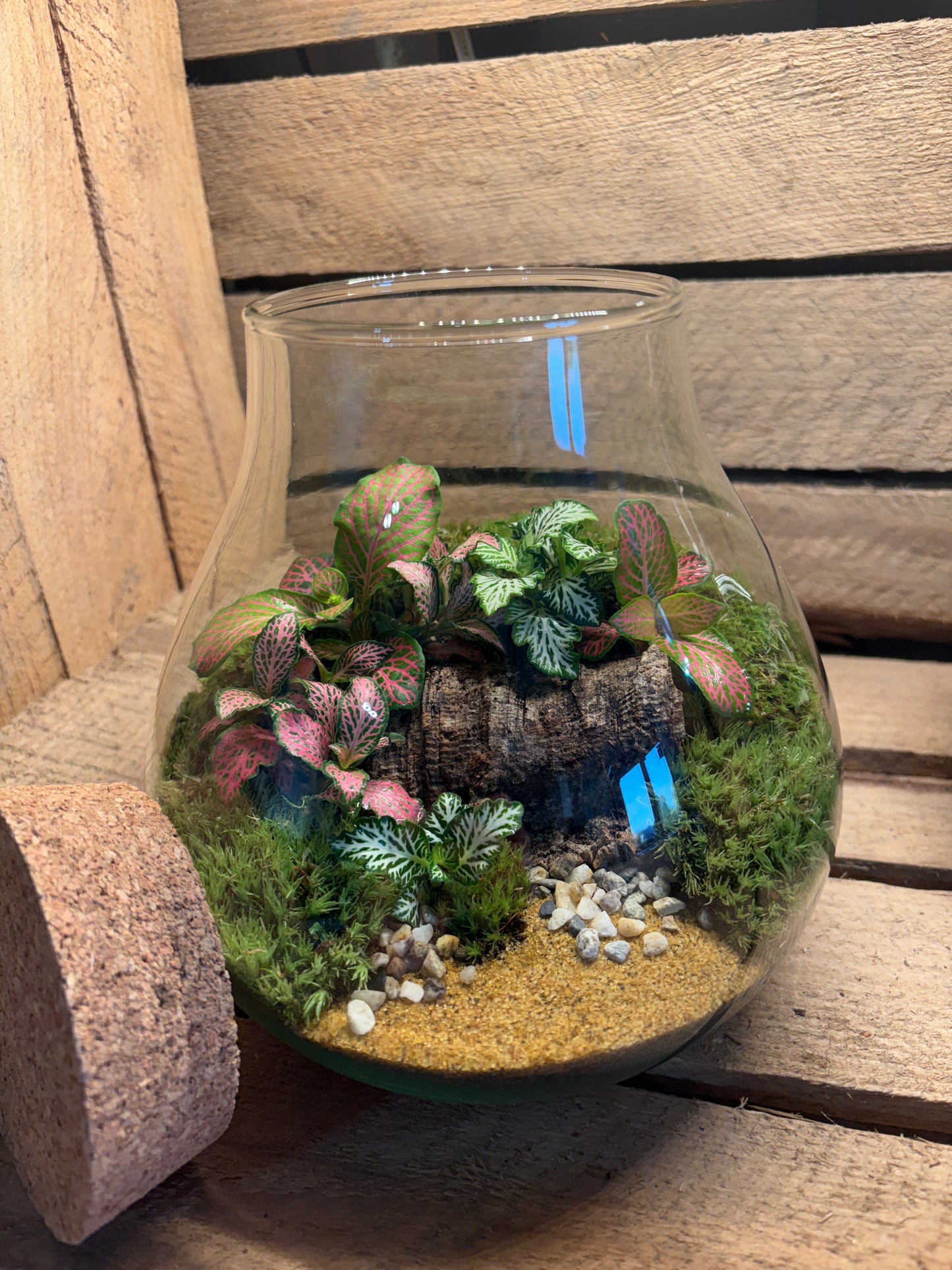 Ready-made Terrarium – Fran Jar
