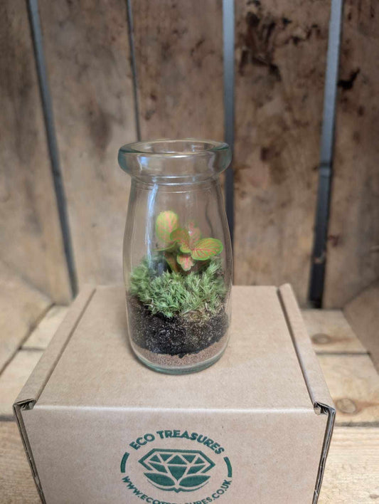 Small Ready-made Terrarium - 'Ernie'