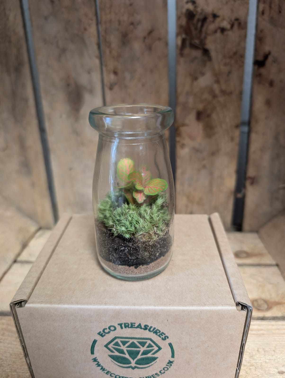 Small Ready-made Terrarium - 'Ernie'