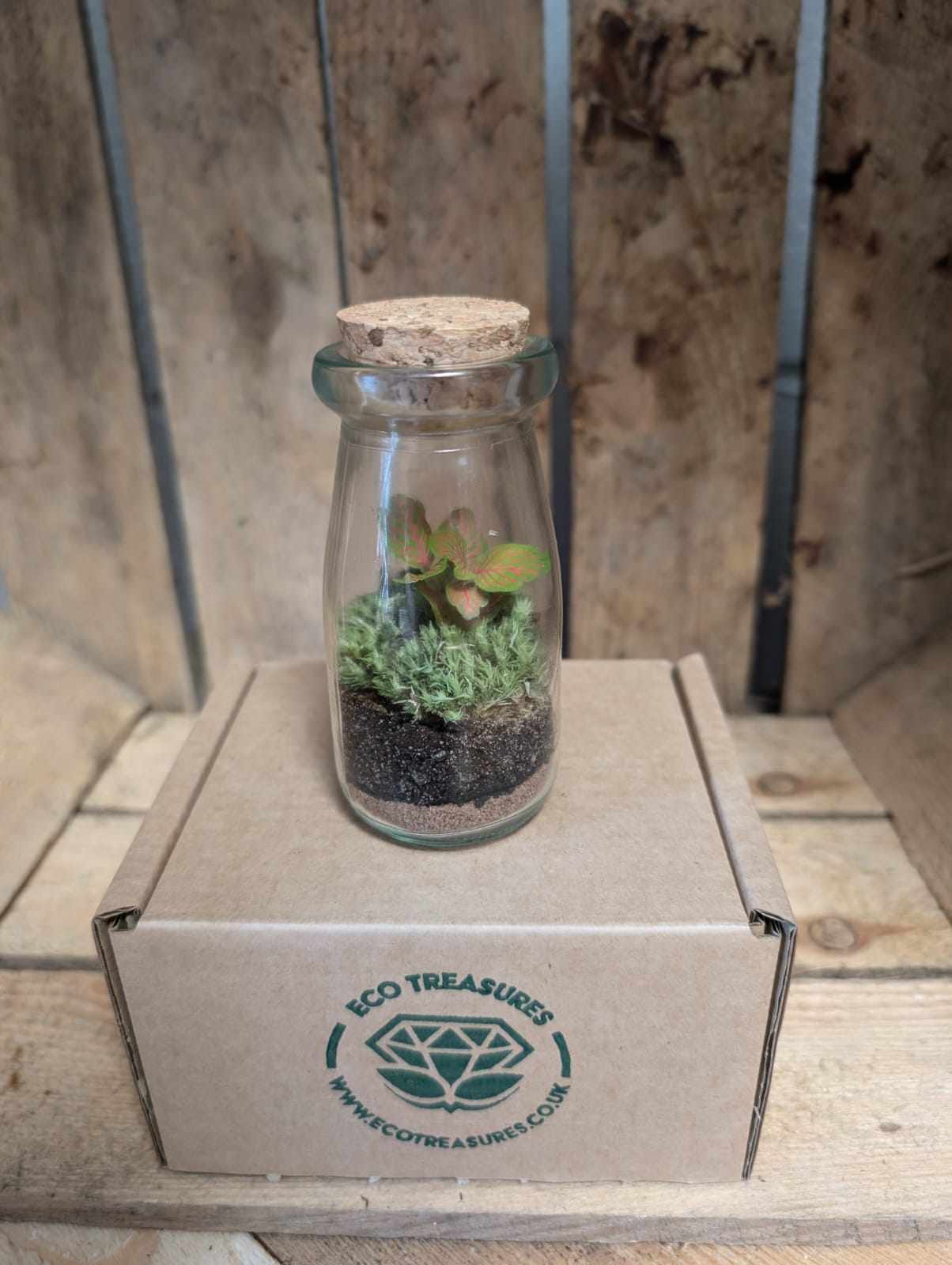 Small Ready-made Terrarium - 'Ernie'