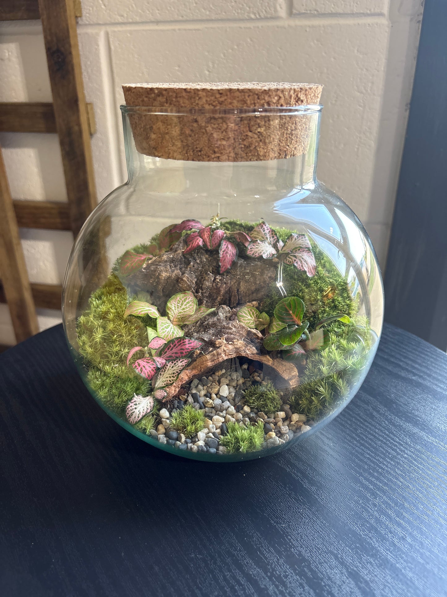Ready-made Terrarium – George Jar