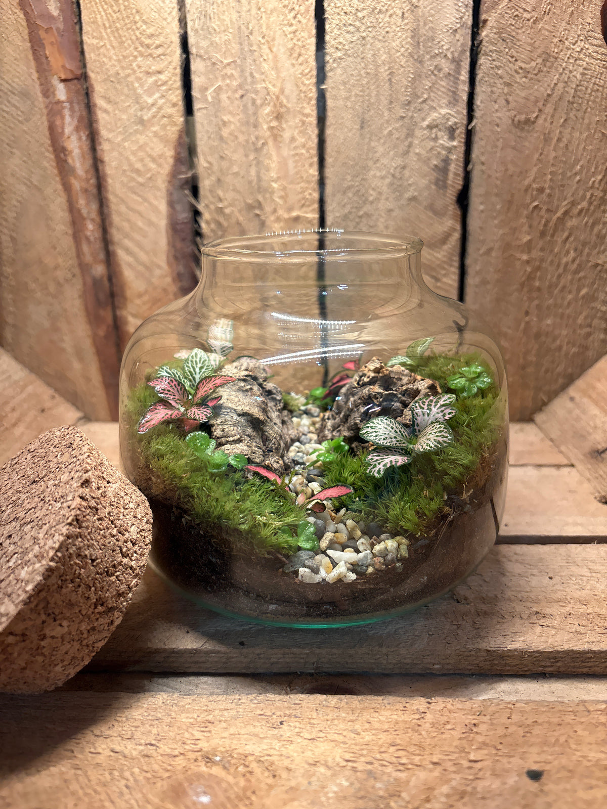 Ready-made Terrarium – Rick