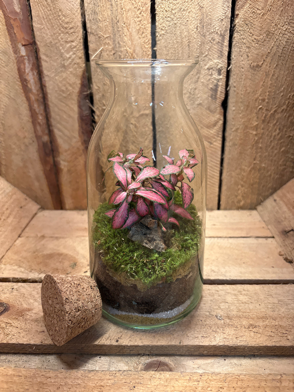 Ready-made Terrarium – Chloe Jar