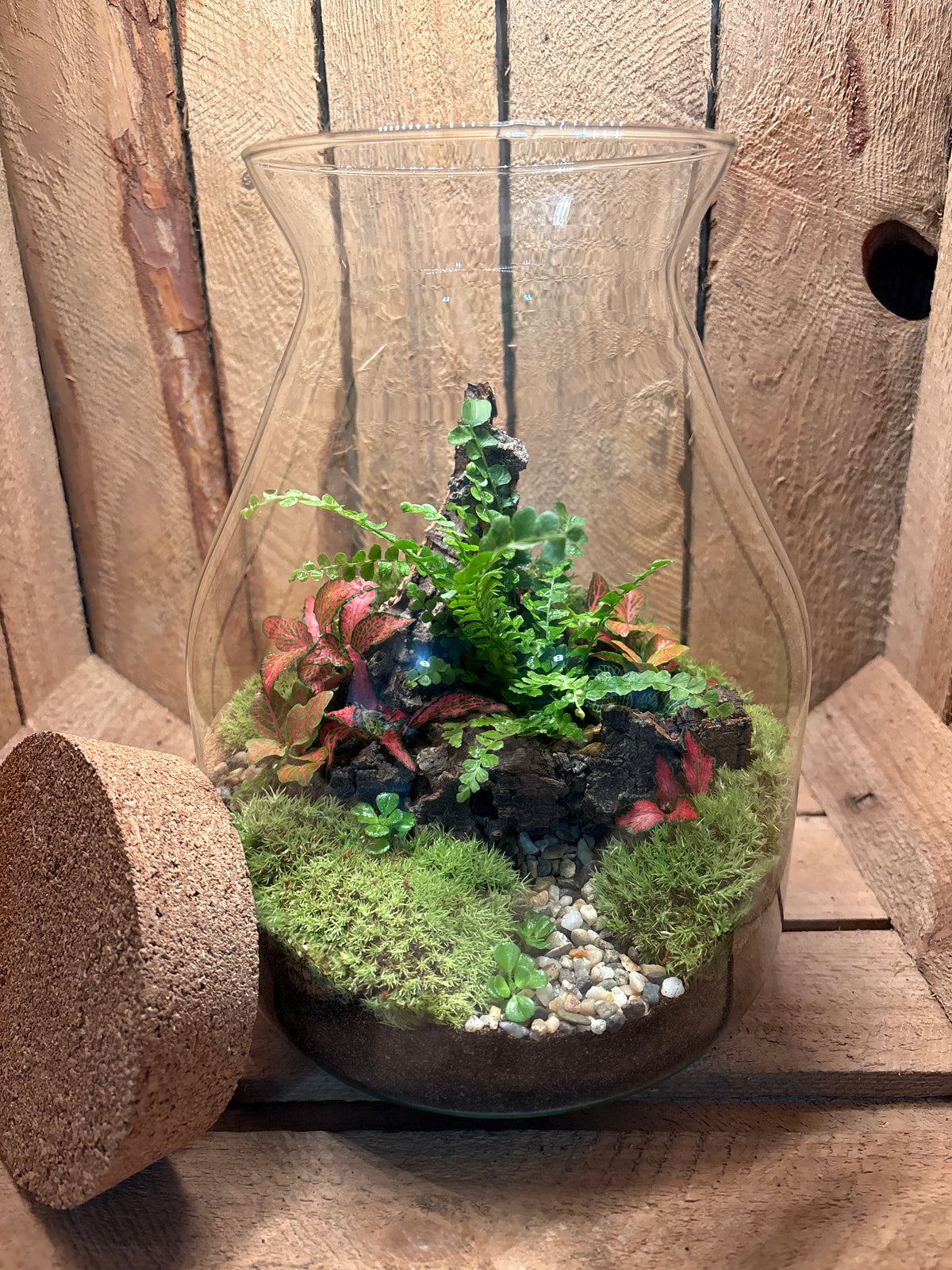 Ready-made Terrarium – Jamie Jar