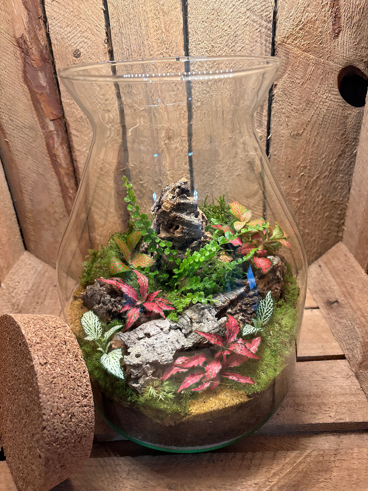 Ready-made Terrarium – Jamie Jar