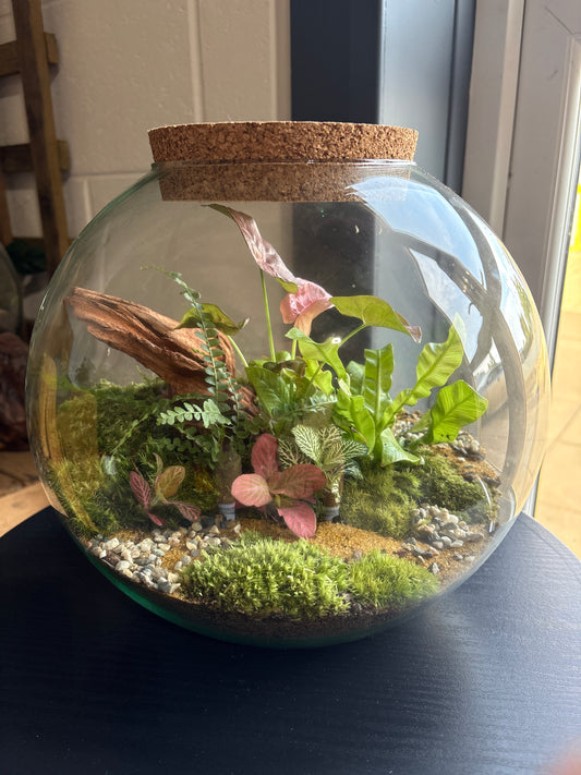 Ready-made Terrarium – Sarah