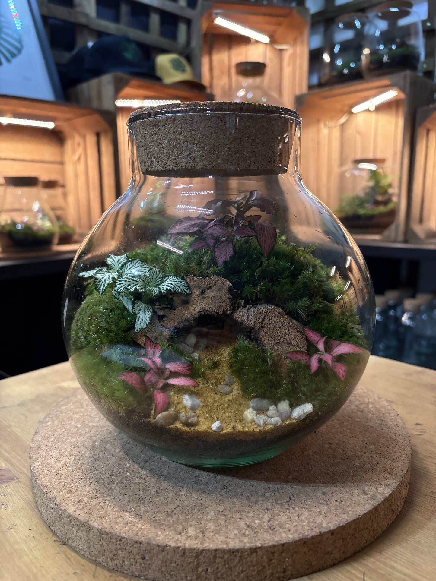 Ready-made Terrarium – George Jar