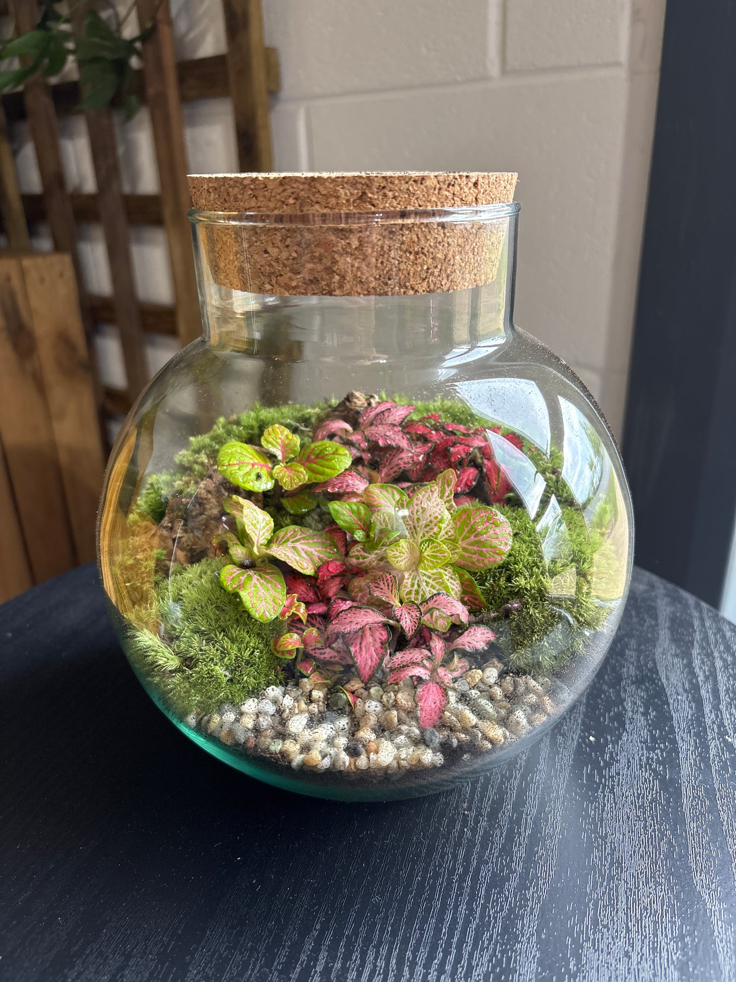 Ready-made Terrarium – George Jar