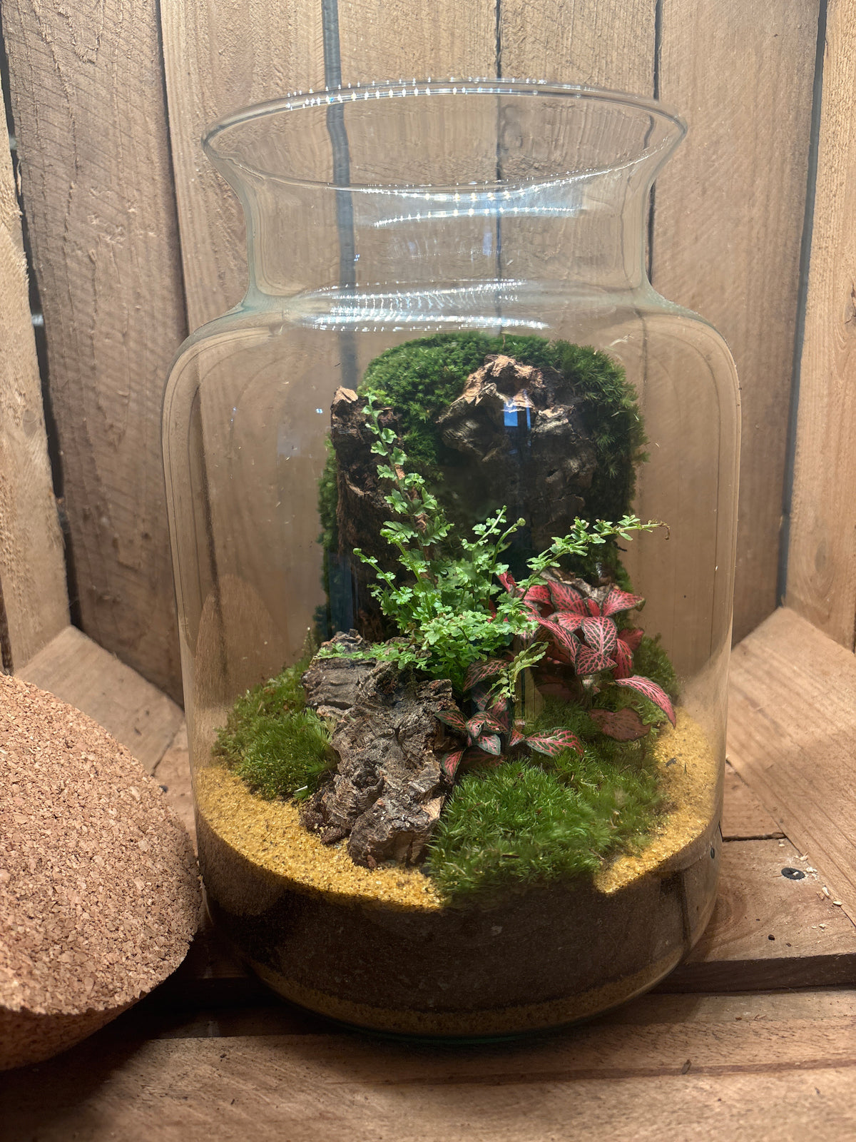 Ready-made Terrarium – Neev Jar