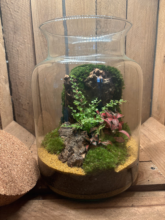 Ready-made Terrarium – Neev Jar