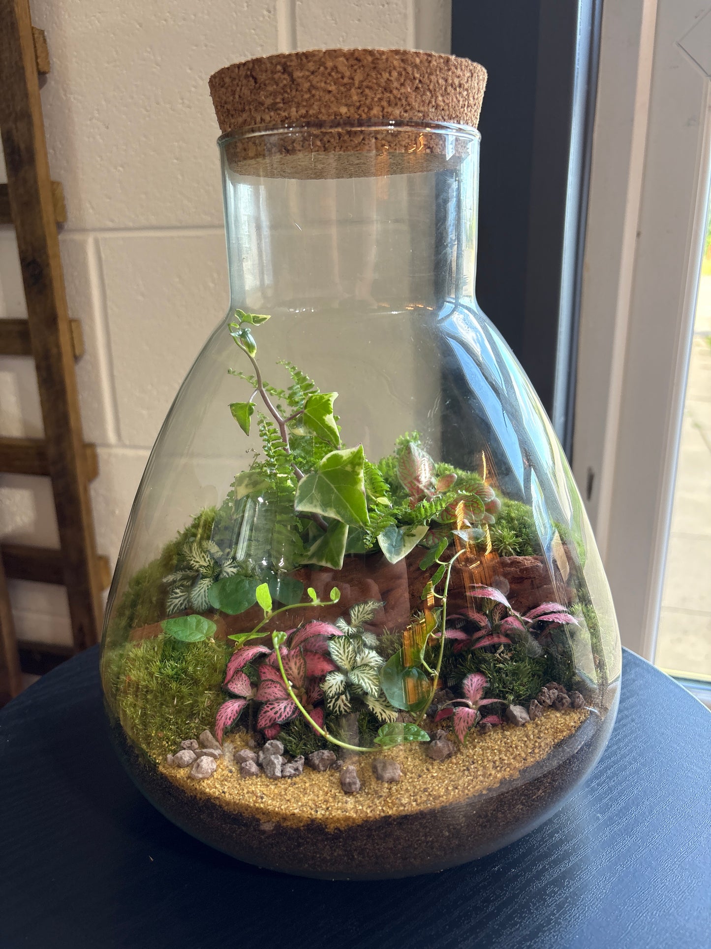 Ready-made Terrarium – Bruce Jar