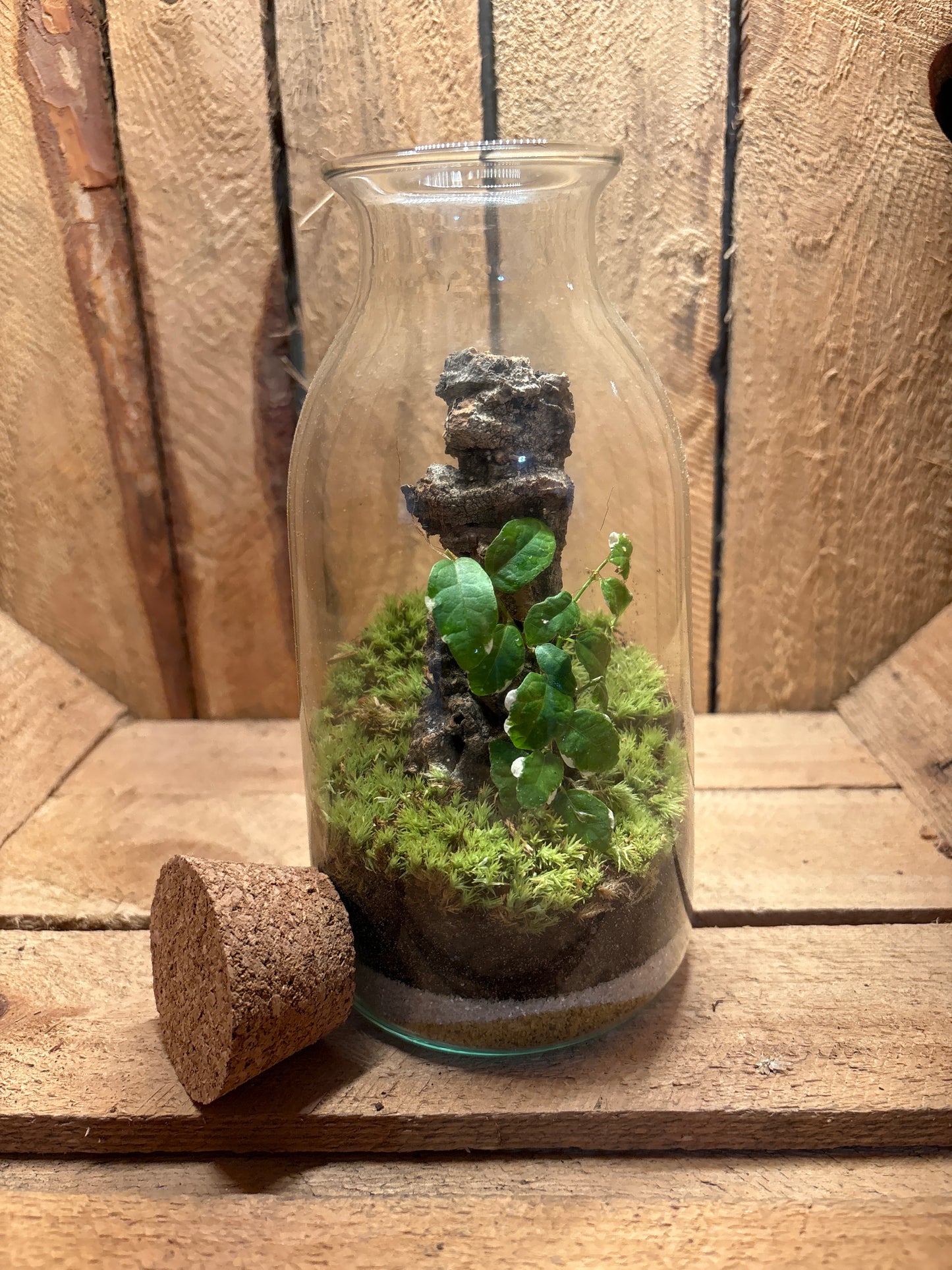 Ready-made Terrarium – Chloe Jar