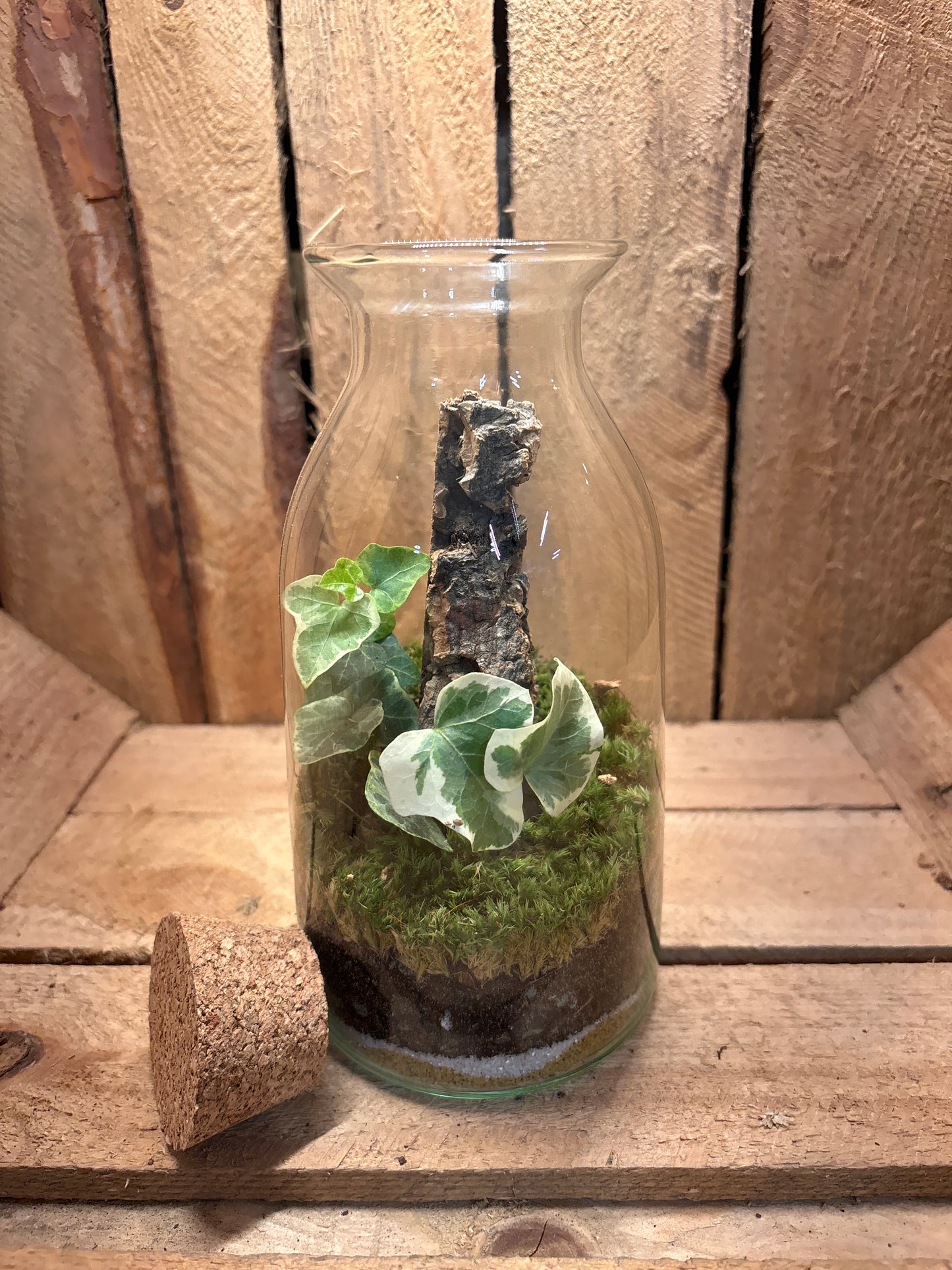Ready-made Terrarium – Chloe Jar