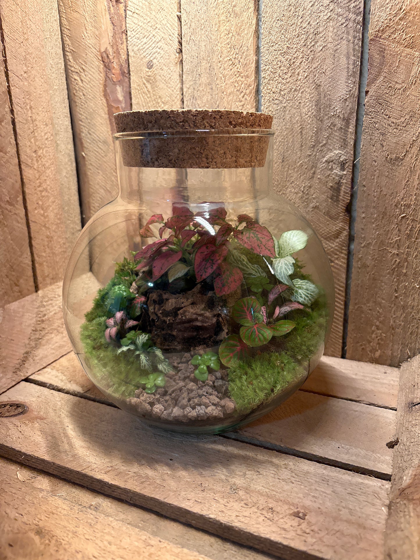 Ready-made Terrarium – George Jar