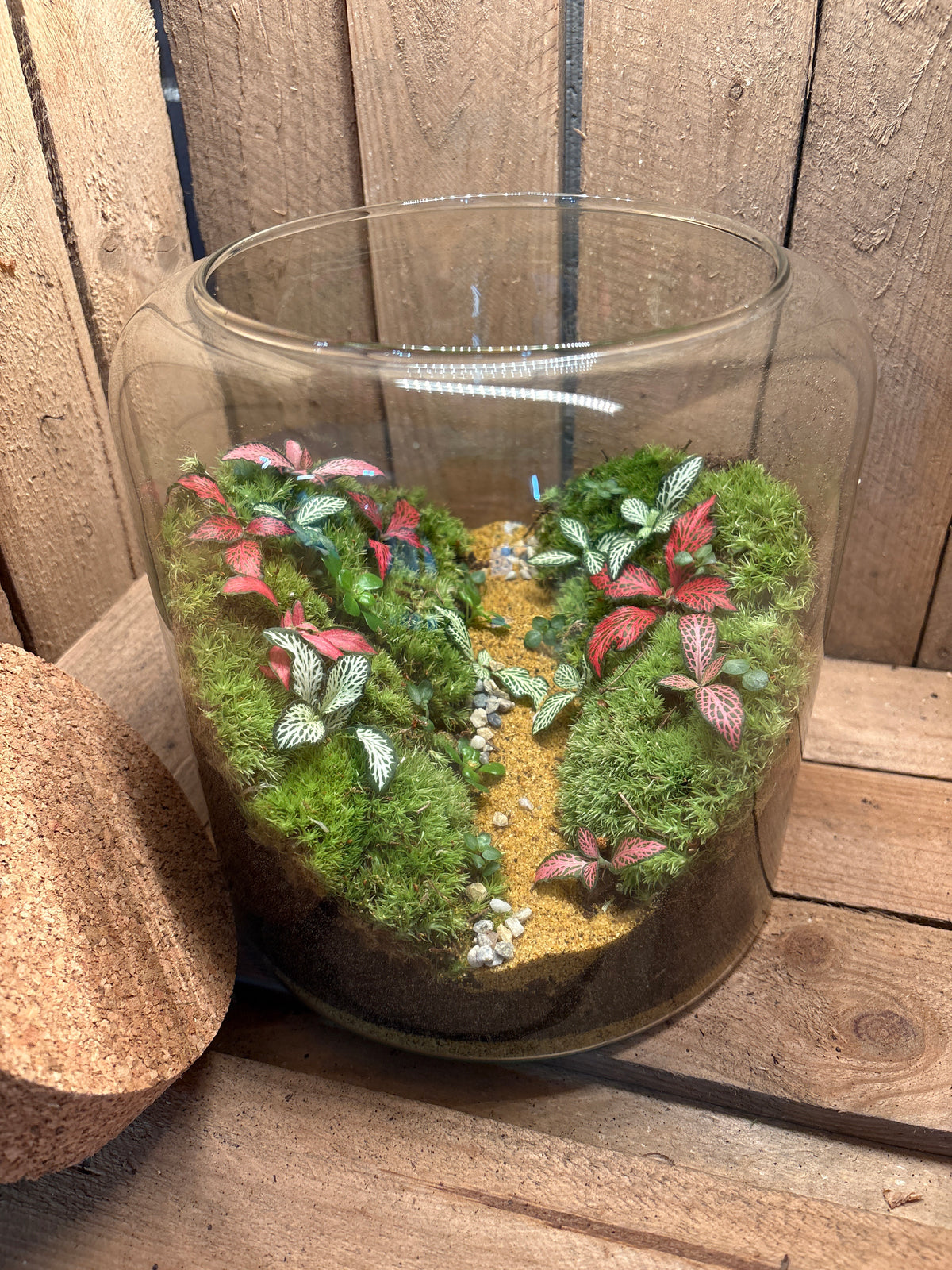 Ready-made Terrarium – Katie