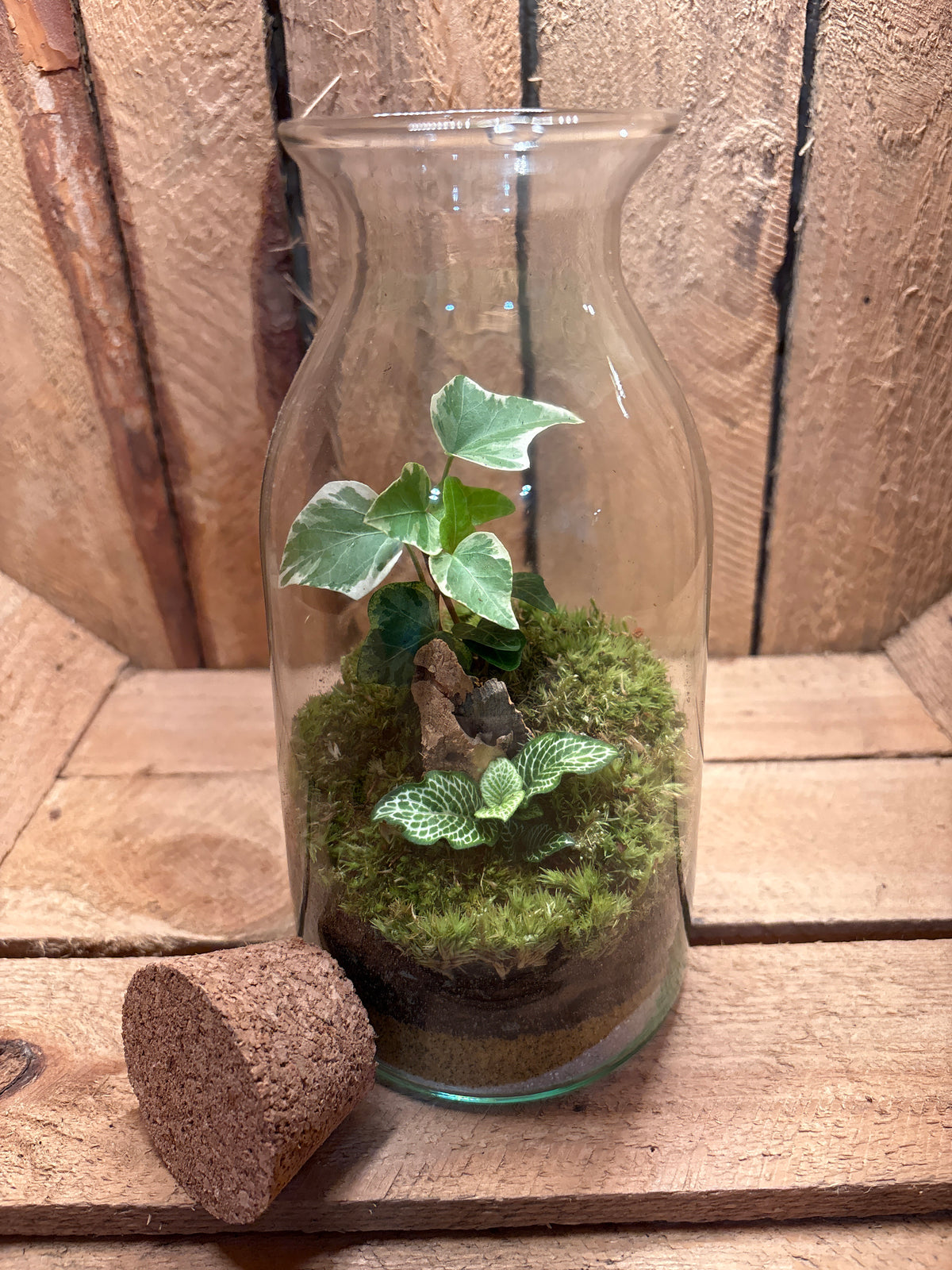 Ready-made Terrarium – Chloe Jar