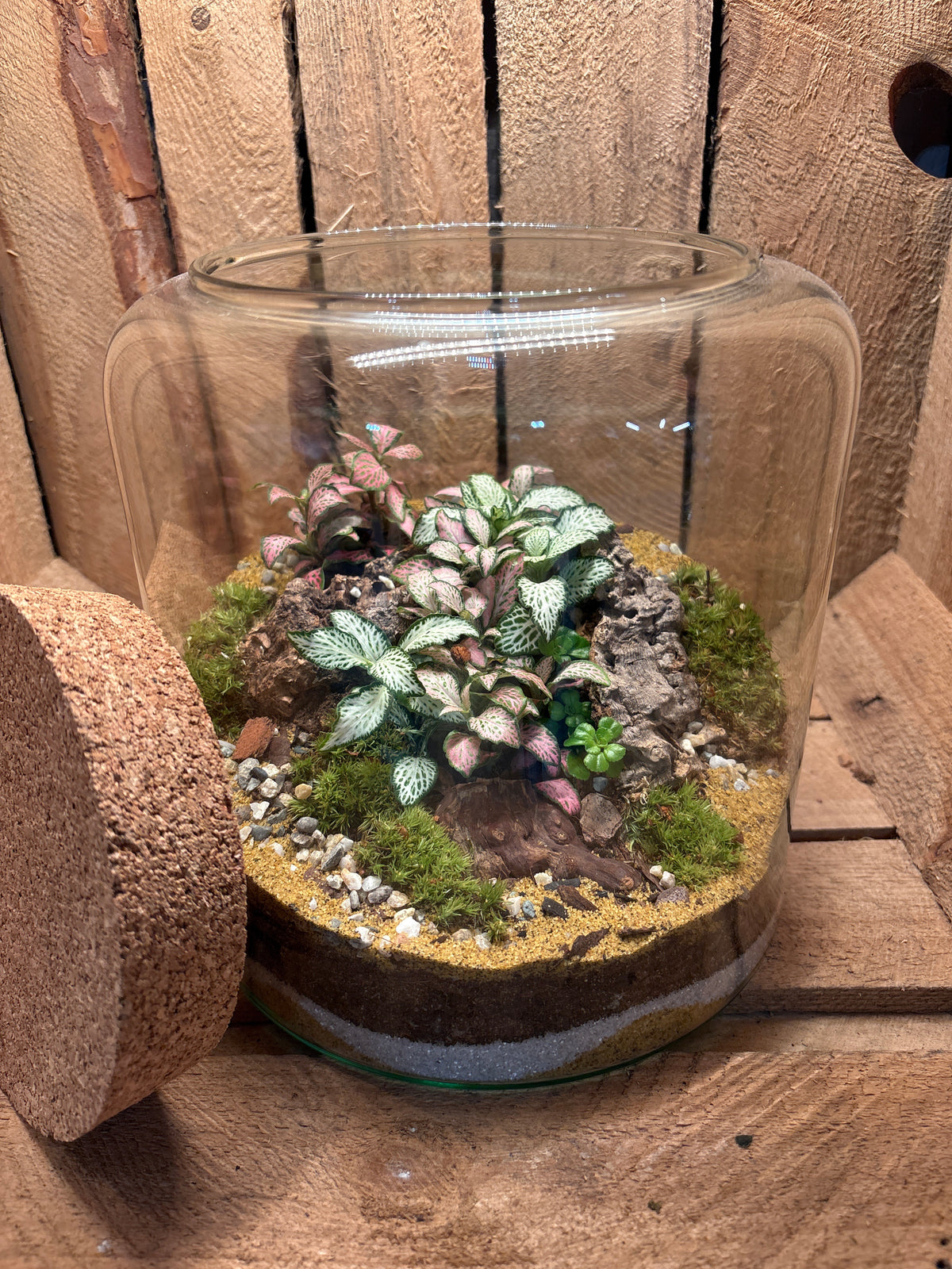 Ready-made Terrarium – Katie