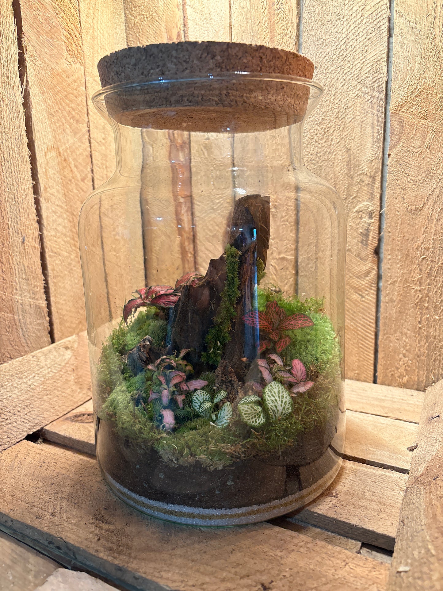 Ready-made Terrarium – Unique Jar