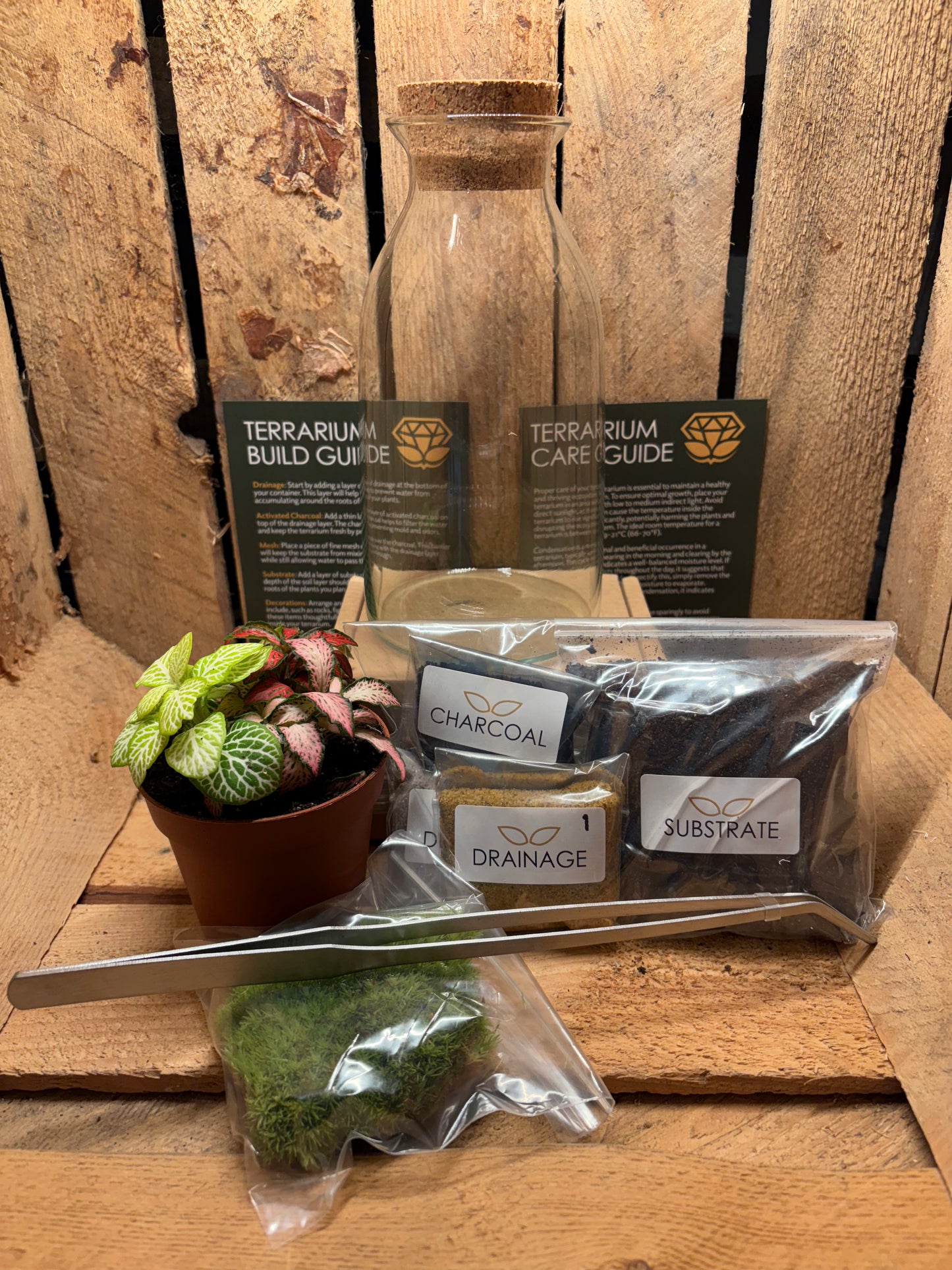 DIY Terrarium Kit - 'Chloe'