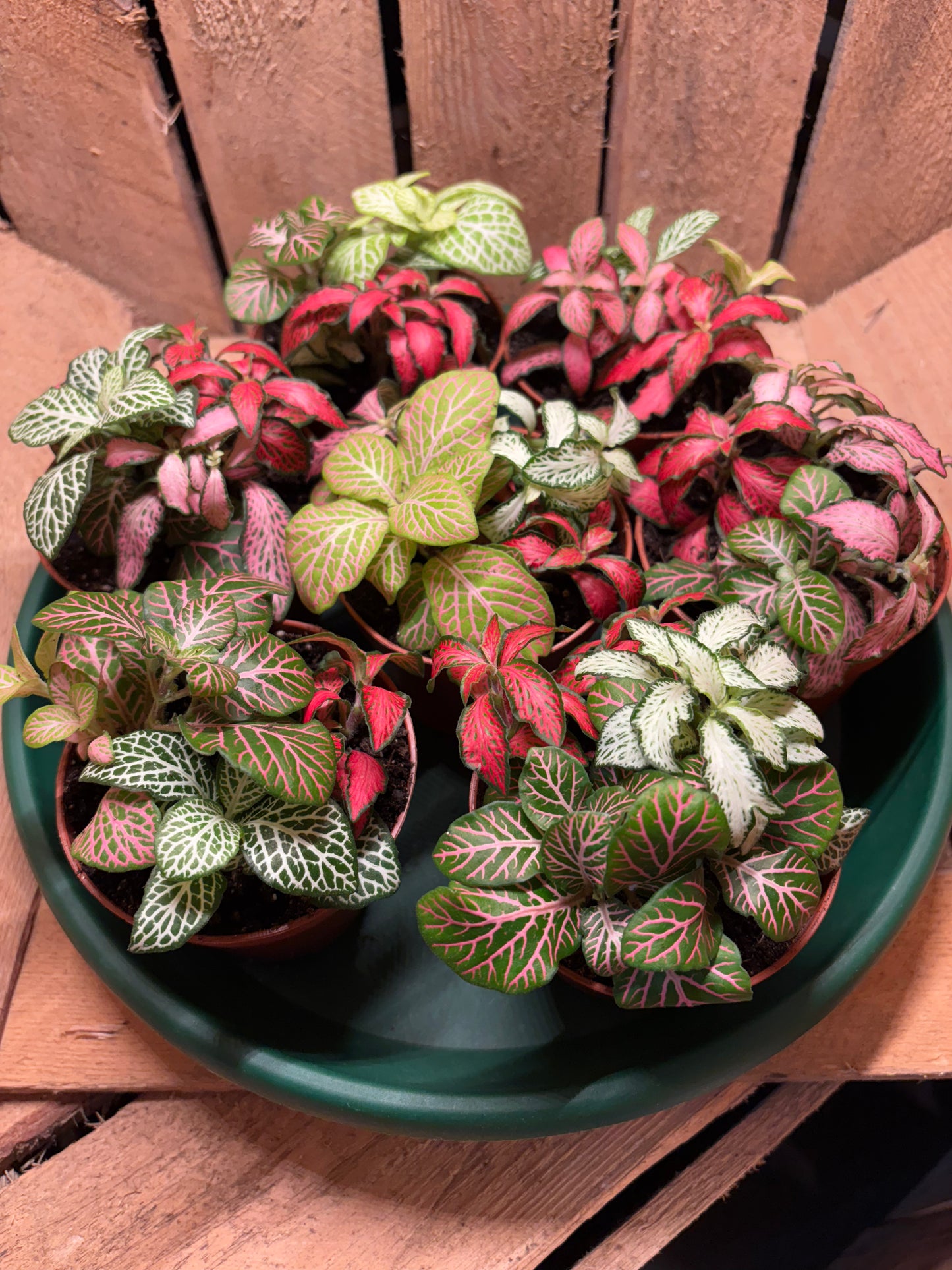 DIY Terrarium Kit - 'Chloe'