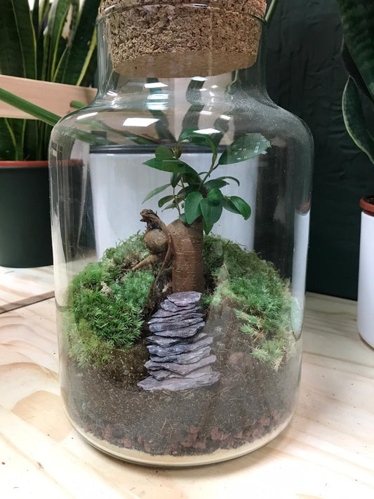 Large Ready-made Terrarium - 'Rochester'