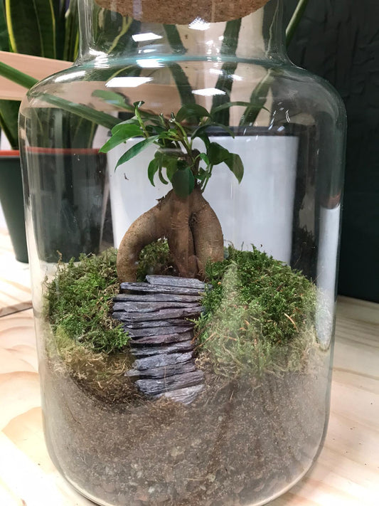 Large Ready-made Terrarium - 'Eyre'